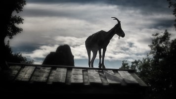 A goat in silhouette